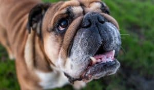 Bladder Stones in Dogs: A Guide to Dietary Support