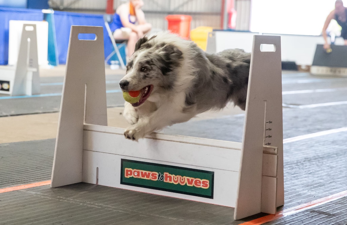 Anne Richens’ ProDog Experience: Flyball Performance and Healthier, Happier Dogs