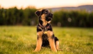 Do You Know What Socialisation Should Look Like With Your Puppy?