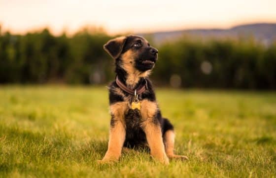 Do You Know What Socialisation Should Look Like With Your Puppy?