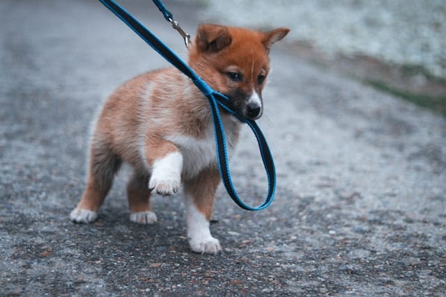Puppy behavior reinforcement