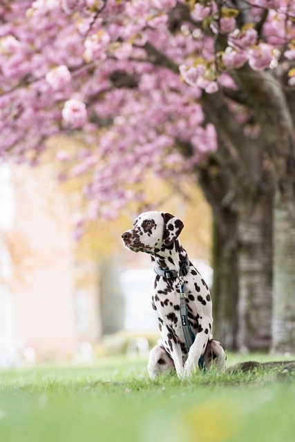 Dalmatians can be more prone to bladder stones than other breeds