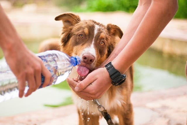 Adequate hydration is crucial for preventing and treating bladder stones in dogs