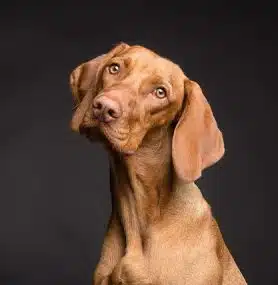 Worms in Dogs: A Natural Approach to Prevention and Treatment