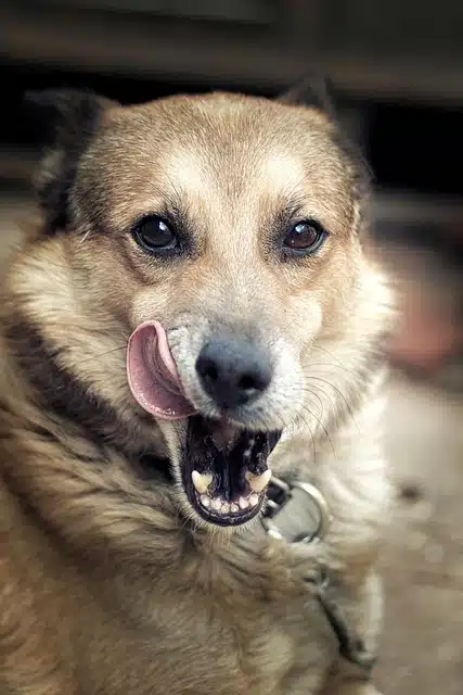 Licking their lips repeatedly can signal dogs are feeling nauseous.