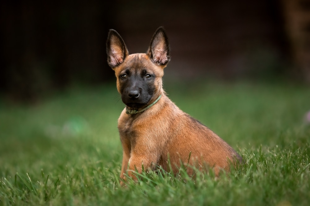 puppy socialisation guide