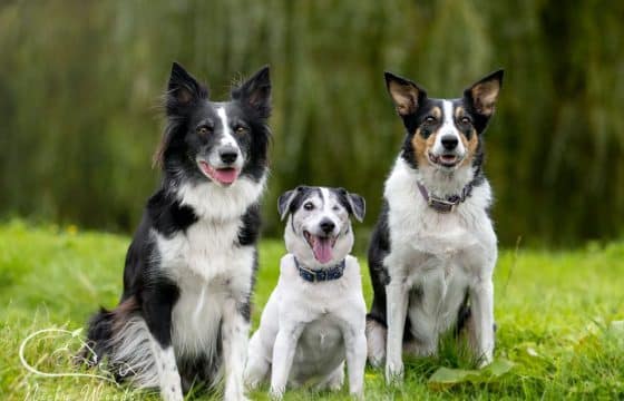 Transforming the Lives of Three Rescue Dogs 