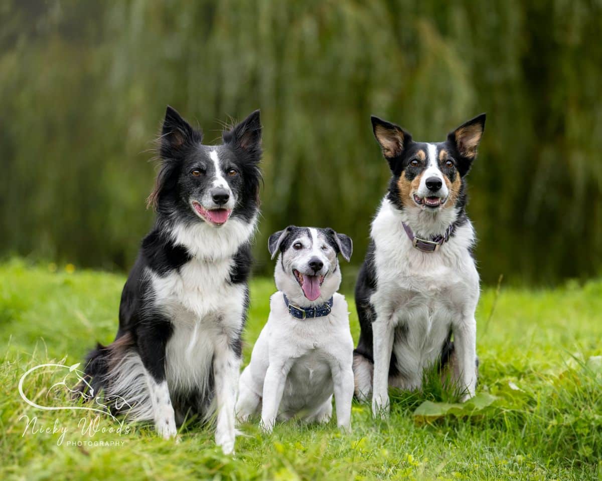 Transforming the Lives of Three Rescue Dogs 