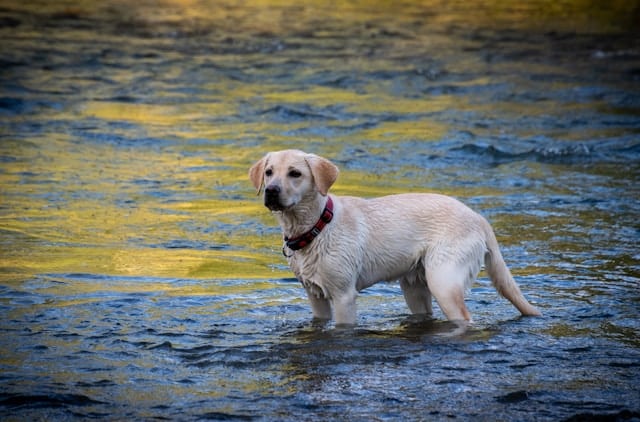 Dog Ecology