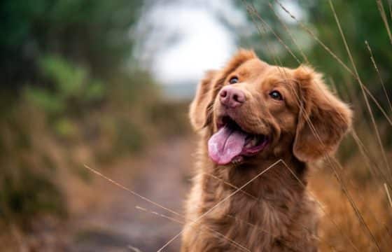5 Reasons To Approach Worm Prevention the Natural Way: A Vet’s Perspective