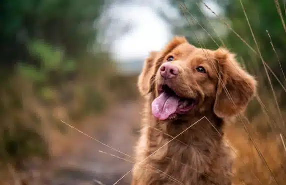 5 Reasons To Approach Worm Prevention the Natural Way: A Vet’s Perspective