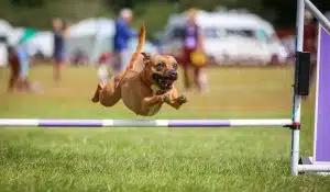 ProDog supplements help agility dogs thrive