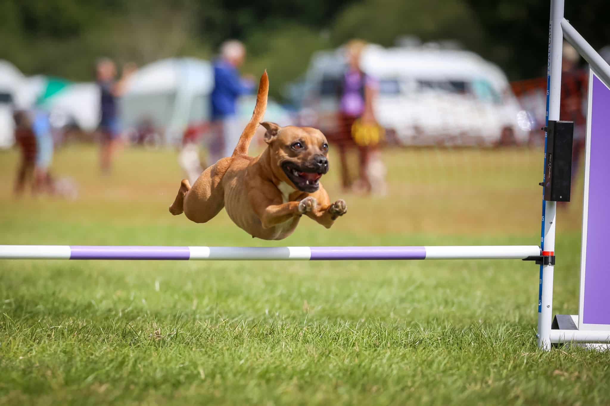 How ProDog Supplements Help Brea’s Dogs Thrive