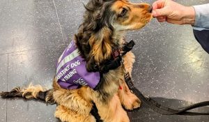 Logan the Life-Changing Assistance Dog