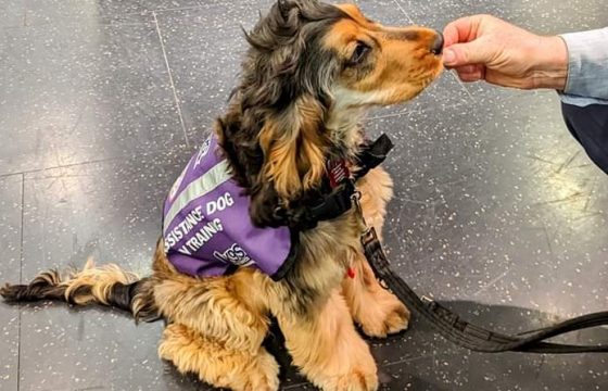 Logan the Life-Changing Assistance Dog