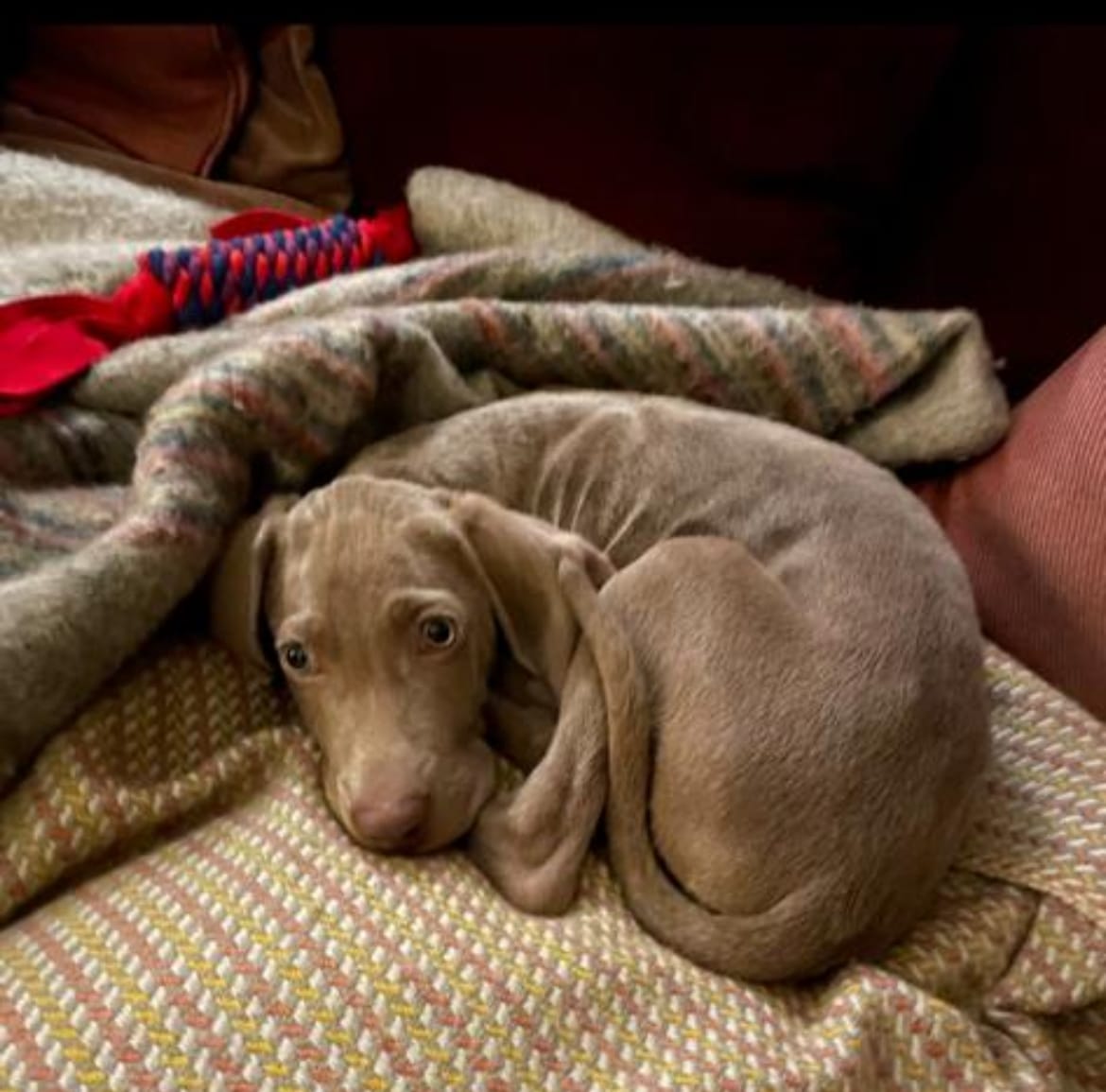 Revolutionising Nutrition: Hendrix’s Journey to Optimal Health