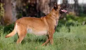 Your Dog’s Healthy Pregnancy: Expert Nutritional Tips and Advice for Pregnant Dogs