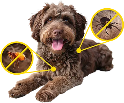 Tick Flea Worm Mite Repellent Supplement For Dogs Vet Approved