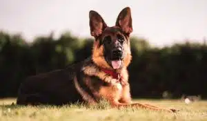 Cultivating Calm: The Nutritional Role in Reactive Dog Behaviour