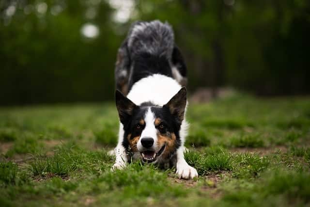 Though they love the outdoors, environmental allergens can be quite irritating to dogs.