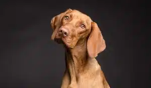 Worms in Dogs: Signs, Treatment and Prevention