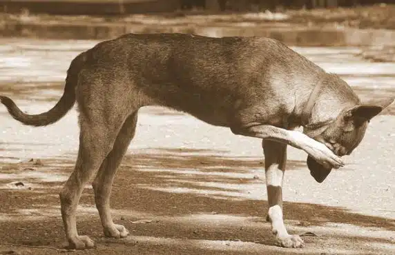 Allergies in Dogs: Causes, Symptoms, and Solutions from a Canine Nutritionist