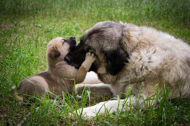 Puppies can contract worms in utero or through mum’s milk.