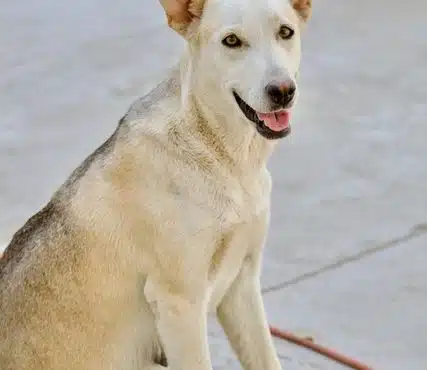 Your Dog’s Healthy Pregnancy: Expert Nutritional Tips and Advice for Pregnant Dogs