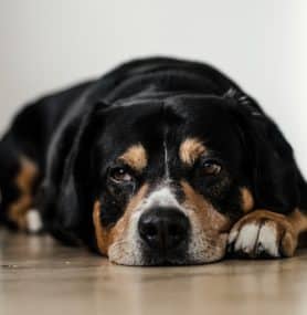 Dog Elimination Diets: Helping Dogs Overcome Adverse Food Reactions
