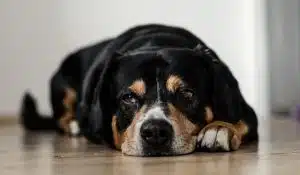 Dog Elimination Diets: Helping Dogs Overcome Adverse Food Reactions