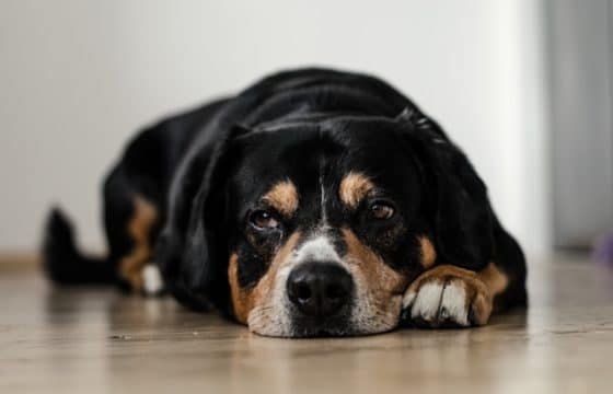Dog Elimination Diets: Helping Dogs Overcome Adverse Food Reactions