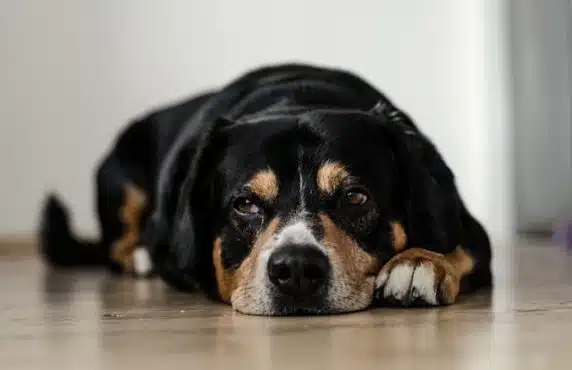 Dog Elimination Diets: Helping Dogs Overcome Adverse Food Reactions
