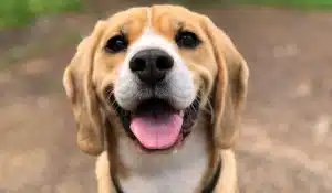 The Basics of Dog Immunity and Nutritional Support