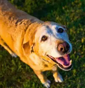 Golden Years: How to Support the Health of Senior Dogs Naturally