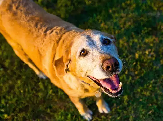 Golden Years: How to Support the Health of Senior Dogs Naturally