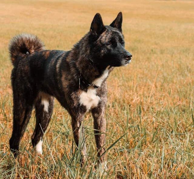 Something as innocent as spending time outside can be a trigger for atopic dogs.