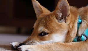 Autoimmune Disease in Dogs: A Holistic Approach to Recovery