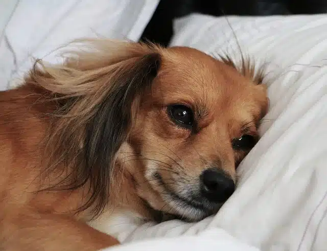 Sleeping more than usual can be a sign of discomfort from allergies in dogs.