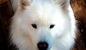 Diabetes in Dogs: Symptoms, Causes, and Natural Solutions