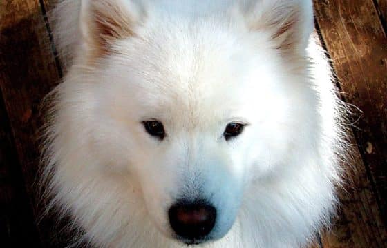 Diabetes in Dogs: Symptoms, Causes, and Natural Solutions