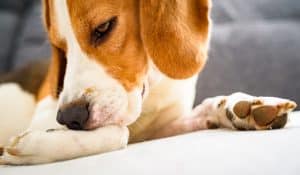 Allergies in Dogs: Causes, Symptoms, and Solutions from a Canine Nutritionist