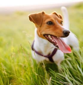 The Basics of Dog Immunity and Nutritional Support