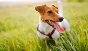 The Basics of Dog Immunity and Nutritional Support