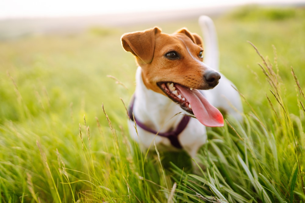 The Basics of Dog Immunity and Nutritional Support