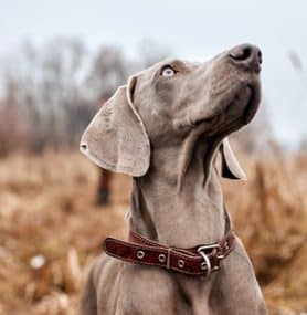 Pancreatitis in Dogs: Insights and Nutrition Tips from Experts