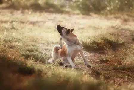Constant itching and scratching can be a clue that dogs are allergic to something in their environment.