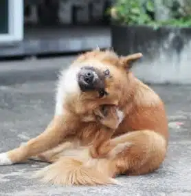 Canine Coat Care: Navigating Dog Dandruff, Skin Allergies, and Other Coat Health Conditions