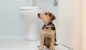 Dog Poo: Unveiling the Clues into Canine Health