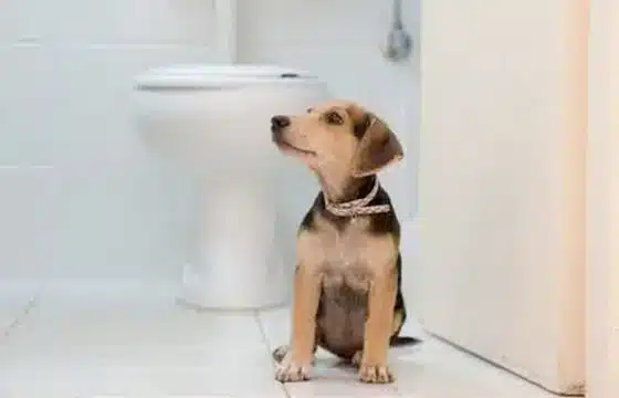 Dog Poo: Unveiling the Clues into Canine Health