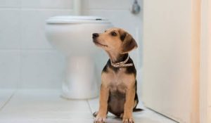 Dog Poo: Unveiling the Clues into Canine Health
